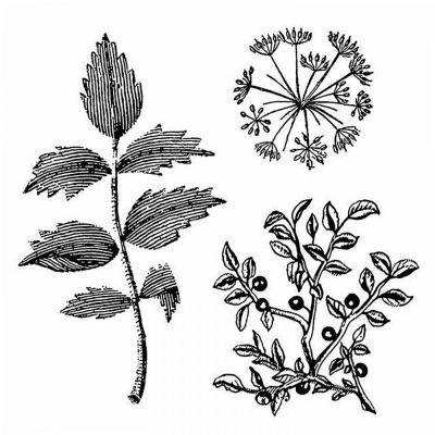 Razítko, Stamper, 10 x 10 cm, Herbarium
